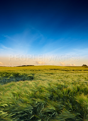 Buy stock photo Tall grass blowing in the wind