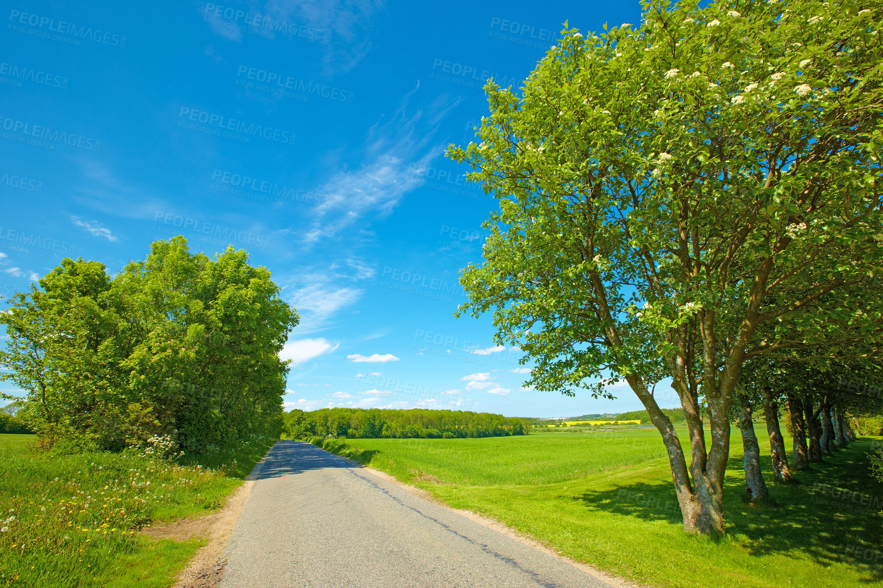 Buy stock photo Road, landscape and field with blue sky in countryside for travel, adventure or roadtrip with trees in nature. Street, path and location in Amsterdam with journey, roadway and environment for tourism