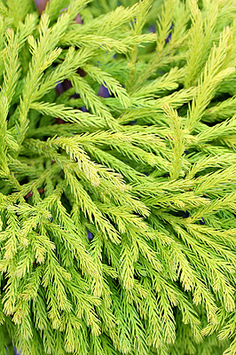Buy stock photo Japanese, cedar and plant leaf in nature environment or outdoor ecosystem for green leaves, closeup or growth. Forest, bush and branches in woods or rural foliage in garden, outside or countryside