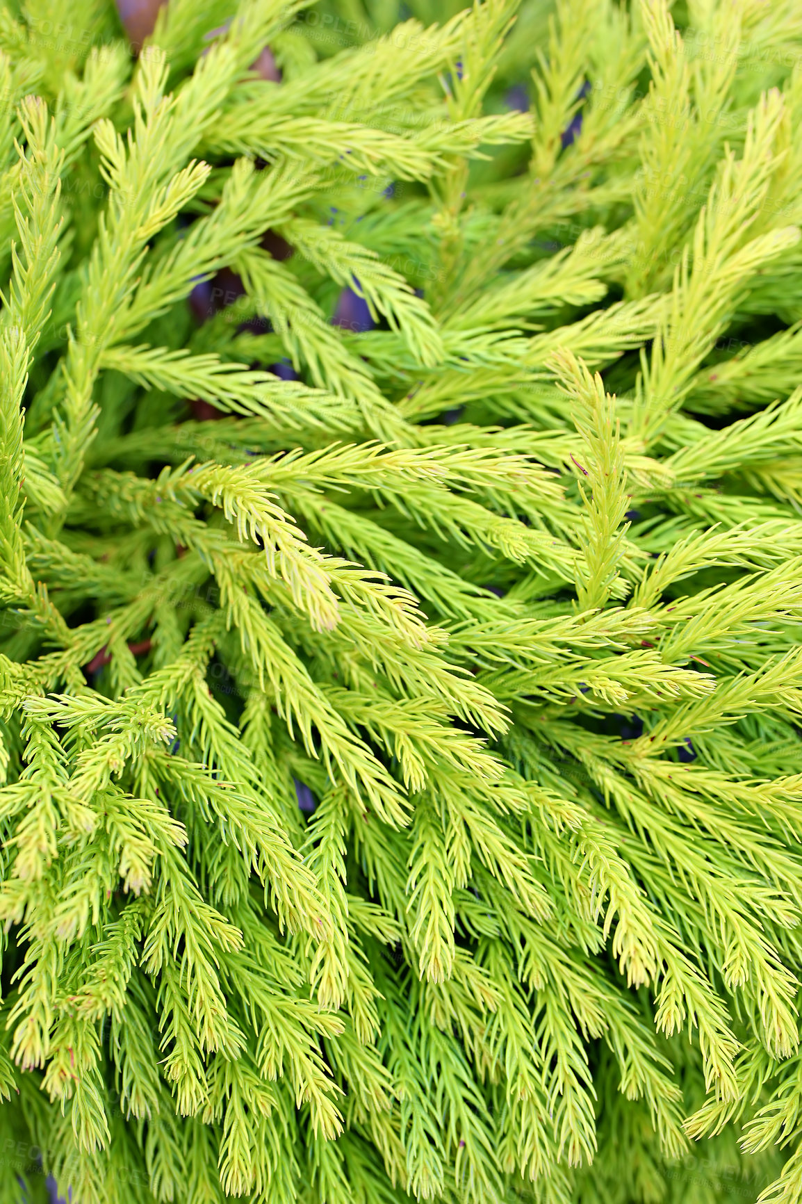 Buy stock photo Japanese, cedar and plant leaf in nature environment or outdoor ecosystem for green leaves, closeup or growth. Forest, bush and branches in woods or rural foliage in garden, outside or countryside