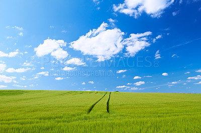 Buy stock photo Blue sky, clouds and field at countryside with farm, sustainability and garden landscape in spring. Nature, environment and green grass for eco friendly, growth and horizon with lawn on earth