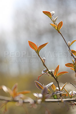 Buy stock photo Closeup details of a Common Contoneaster with nature in the background and copyspace. Zoom in on fruit plant growing on a branch in the sunlight. Nature landscape of a park or forest with copy space