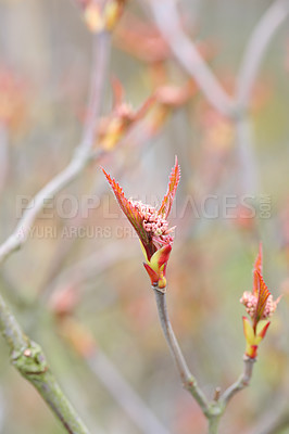 Buy stock photo Closeup of leaves on a Highbush cranberry shrub with copyspace. Zoom on little berries growing in a forest or field with a copy space background. Seasonal fruit growing in nature landscape in Autumn