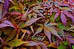 Japanese Maple leaves