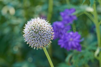 Buy stock photo Thistle, flowers and hyacinth in meadow at countryside, field and landscape with plants in background. Botanical garden, pasture and echinops by petals in bloom in backyard, bush or nature in Spain