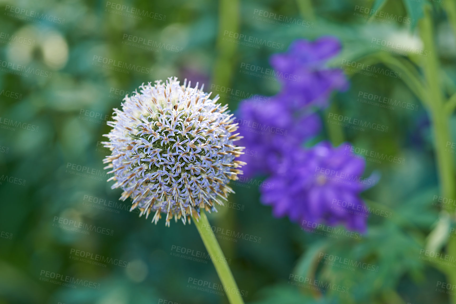 Buy stock photo Thistle, flowers and hyacinth in meadow at countryside, field and landscape with plants in background. Botanical garden, pasture and echinops by petals in bloom in backyard, bush or nature in Spain