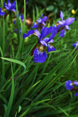 Buy stock photo Nature, spring and purple iris in field with natural landscape, calm morning blossom and floral zen. Growth, peace and flower bush with green backyard garden, countryside and sustainable environment.