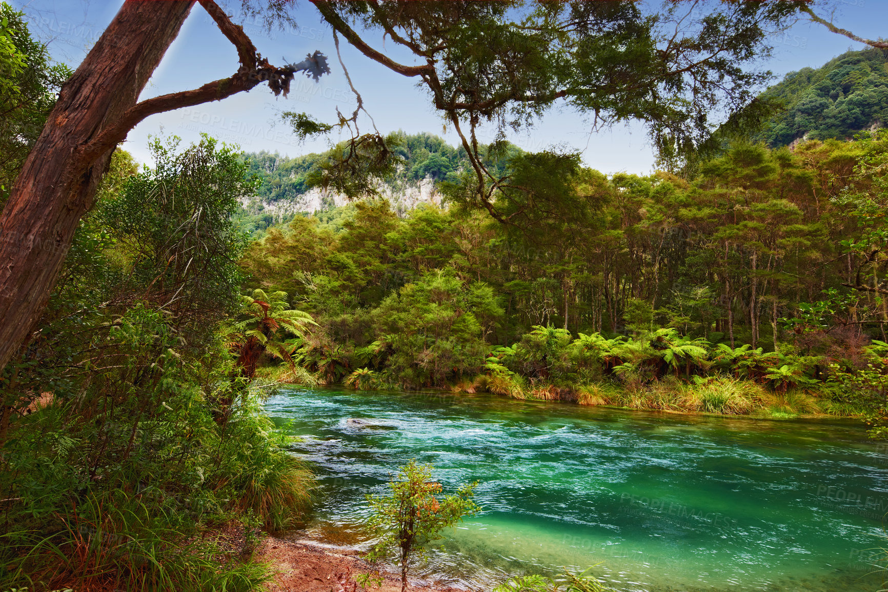 Buy stock photo Nature, landscape and river with trees for environment, ecosystem and ecology outdoors. Natural background, forest and aerial of water for scenic view, travel destination and terrain in countryside