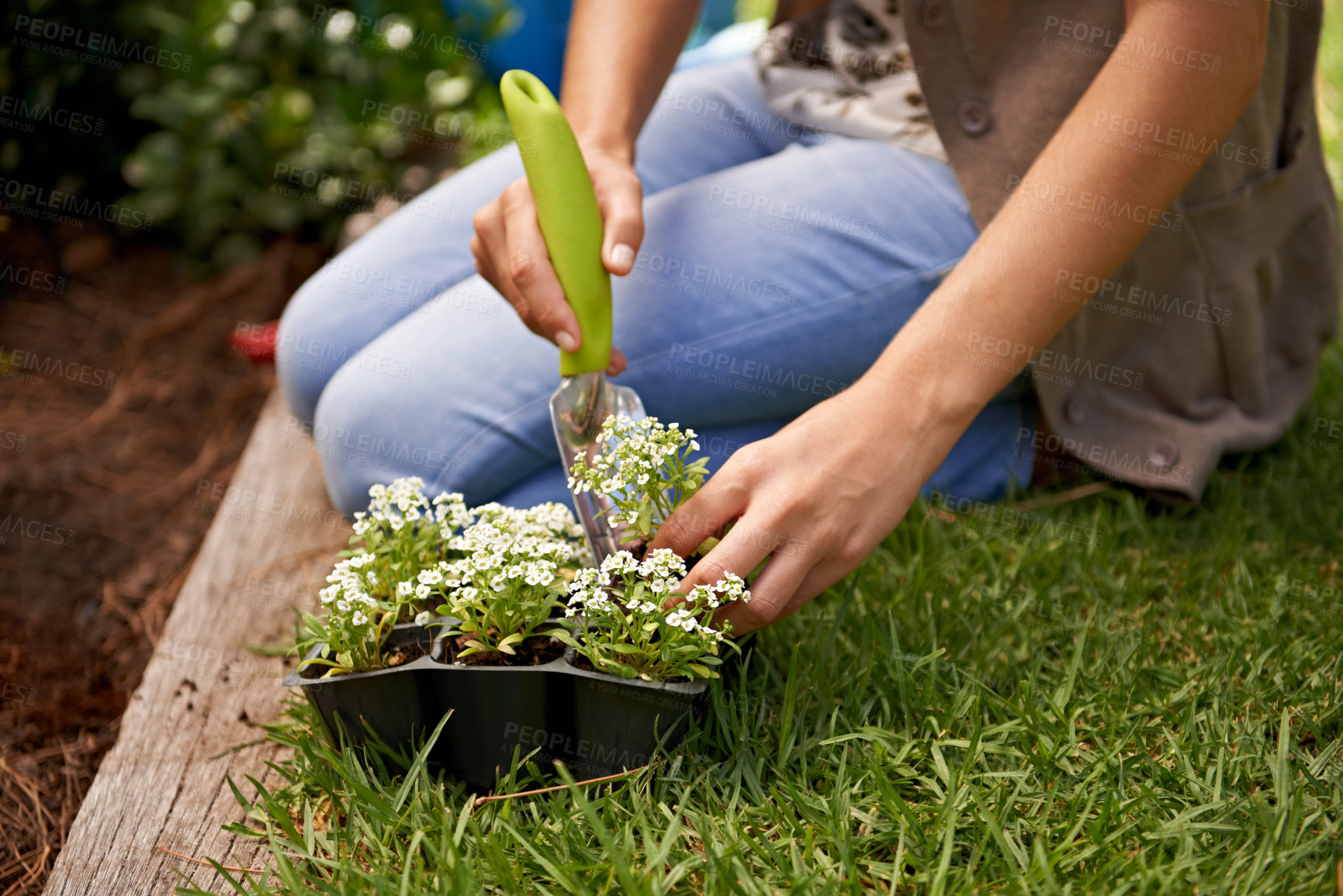 Buy stock photo Nature, flowers and human by plant for gardening, landscaping and growth outdoor in grass, soil or backyard. Sweet alyssum, shovel and gardener with vegetation in eco friendly container, box or herbs