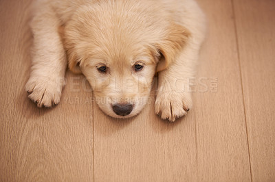 Buy stock photo Puppy, portrait and rest with wood, floor and tired or sad with pet at home or house. Golden retriever, animal and dog with sleepy, bored or depressed from exhausted play or unhappy from high angle