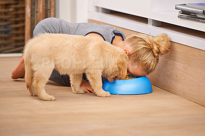 Buy stock photo Puppy, share and bowl with food, child and meal or bond with pet at home or house. Golden retriever, girl and dog with hungry, play or eating for happy growth in wood floor kitchen with youth