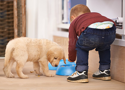 Buy stock photo Child, puppy and bowl with home, food and pet with love at house. Kid, dog and golden retriever or hungry labrador with youth, bonding or sharing together with responsibility for animals or pets