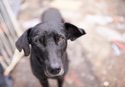 Buy stock photo Outdoor, face and abandoned dog with sad look in street, homeless and lost for help or adoption. Closeup, pet and animal rescue for charity with need for care, support and love or protection. 