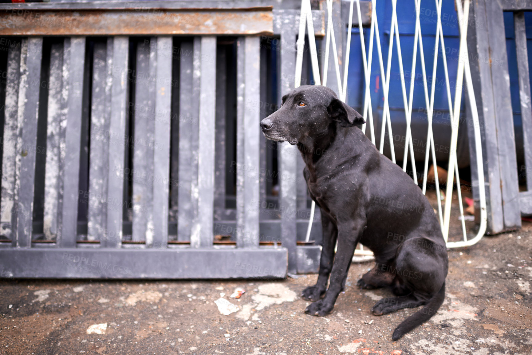 Buy stock photo Outdoor, street and abandoned dog with sad look in homeless, lost and ready for help or adoption. Domestic, pet and animal rescue for charity with need for care, support and love or protection. 