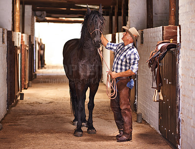 Buy stock photo Cowboy, man and horse in stable for care with stroke, growth and development at farm, ranch or countryside. Person, animal or pet with love, connection and bonding for wellness with nature in Texas