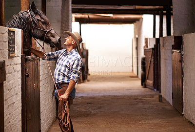 Buy stock photo Cowboy, man and horse in stable with check for care, growth and development at farm, ranch or countryside. Person, animal or pet with love, connection and bonding for wellness with nature in Texas