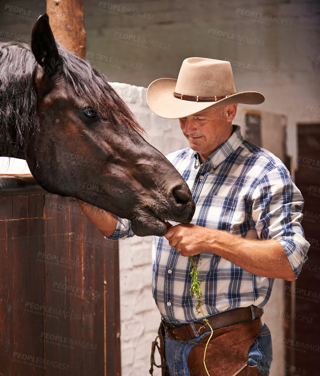 Buy stock photo Cowboy, man and horse with feeding in stable with care, growth and development with smile, ranch and nutrition. Person, animal or pet with love, connection and vegetable for wellness at farm in Texas