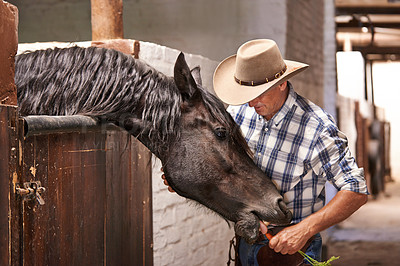 Buy stock photo Man, farmer and feeding a horse in stable for care with bonding, support and help in Texas. Mature, male person and livestock in ranch with domestic animal in countryside for agriculture work.