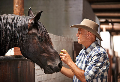 Buy stock photo Horse, farm and ranch with mature man in barn or stable for work in agriculture or sustainability. Cowboy, texas or western and animal farmer feeding apple to stallion for equestrian training