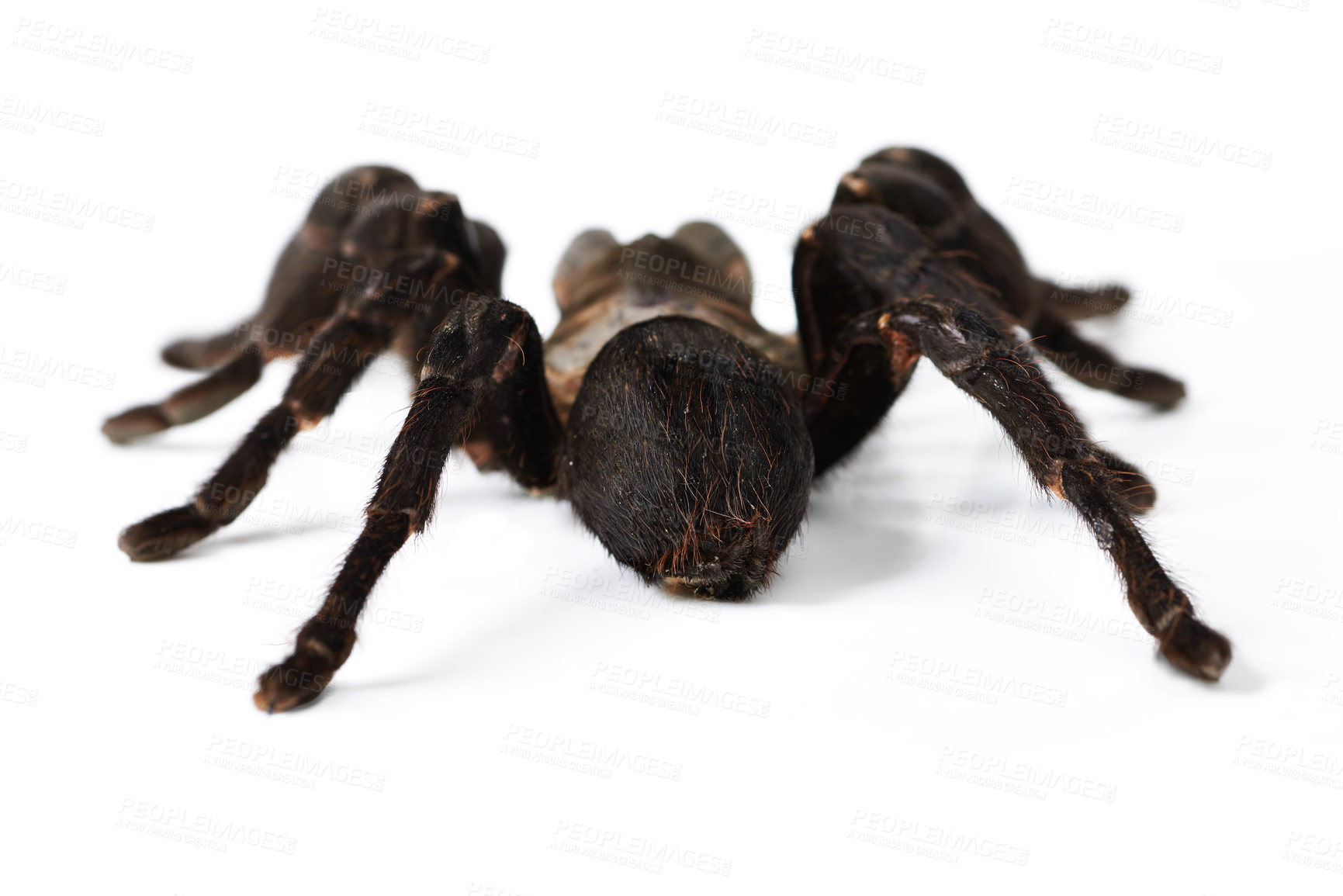 Buy stock photo Insect, closeup and spider in studio, exotic and creepy on white background space. Bugs, scary and brown tarantula posing isolated as pet, wildlife and horror arachnid with danger aesthetic 