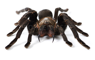 Buy stock photo Closeup shot of a brown tarantula isolated on white