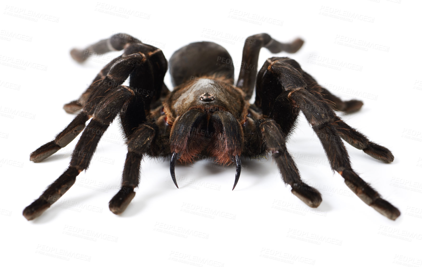 Buy stock photo Closeup shot of a brown tarantula isolated on white