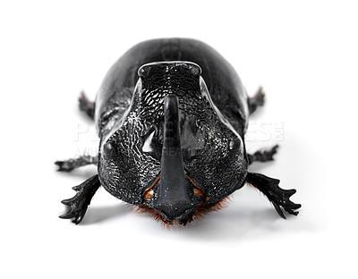 Buy stock photo Insect, creature and rhino beetle on a white background in studio for wildlife, zoology and natural ecosystem. Animal mockup, nature and closeup of isolated bug for environment, entomology and pest