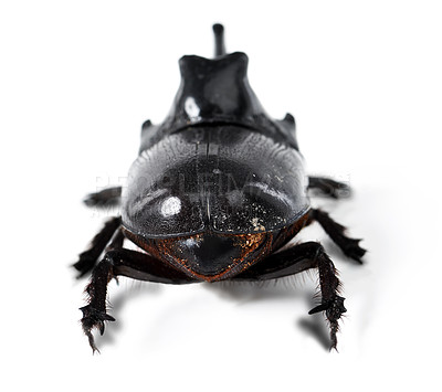 Buy stock photo Rhinoceros beetle, black and bug on a white background in studio for wildlife, zoology and natural ecosystem. Animal mockup, nature and closeup of creature for environment, entomology and insect