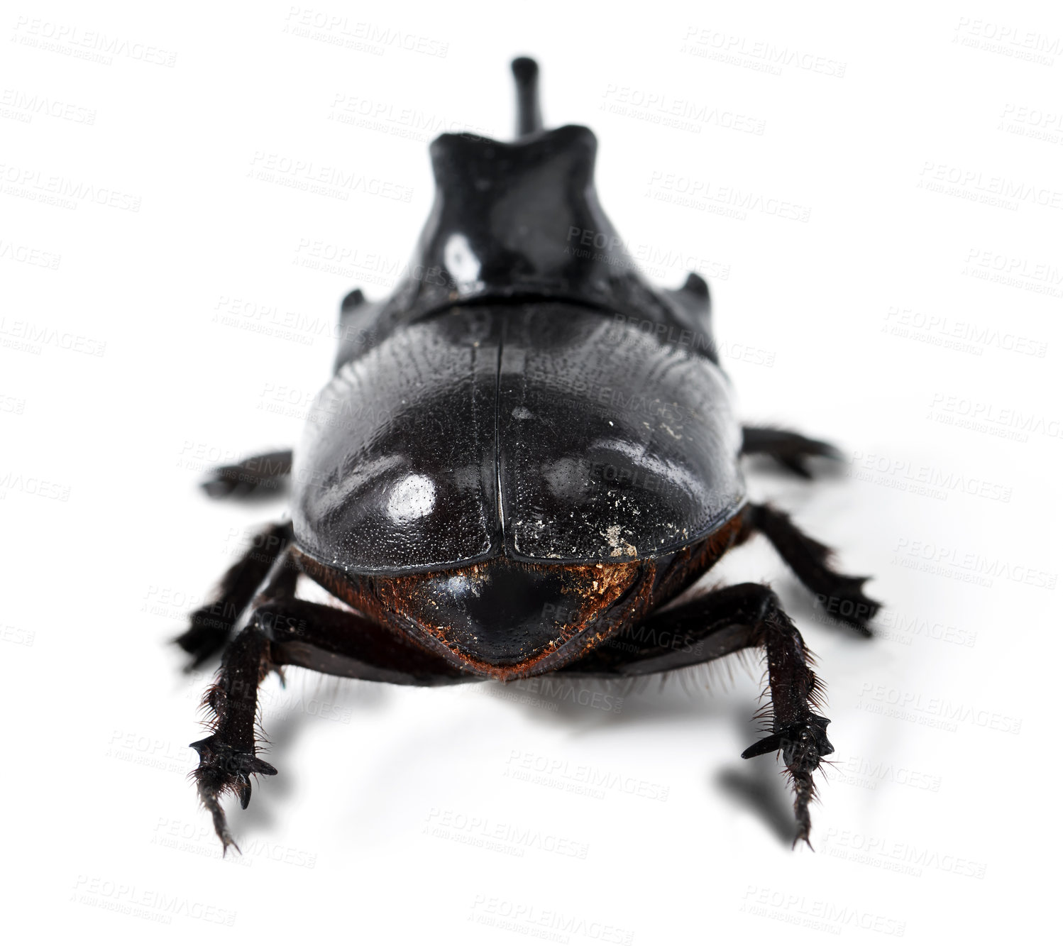 Buy stock photo Rhinoceros beetle, black and bug on a white background in studio for wildlife, zoology and natural ecosystem. Animal mockup, nature and closeup of creature for environment, entomology and insect