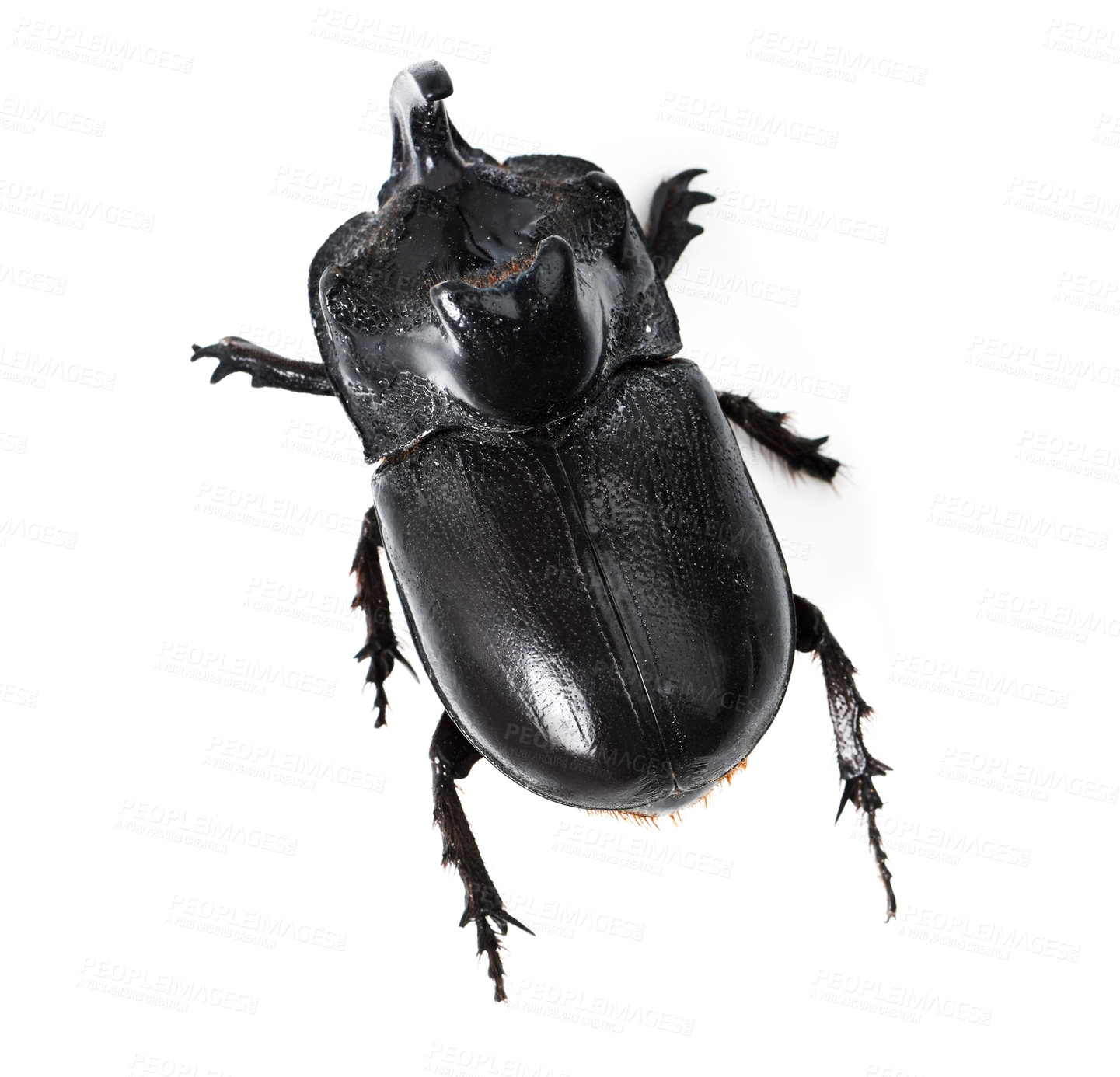 Buy stock photo Top view, insect and rhinoceros beetle on a white background for wildlife, zoology and natural ecosystem. Animal mockup, black bug and closeup of creature for environment, entomology study and nature