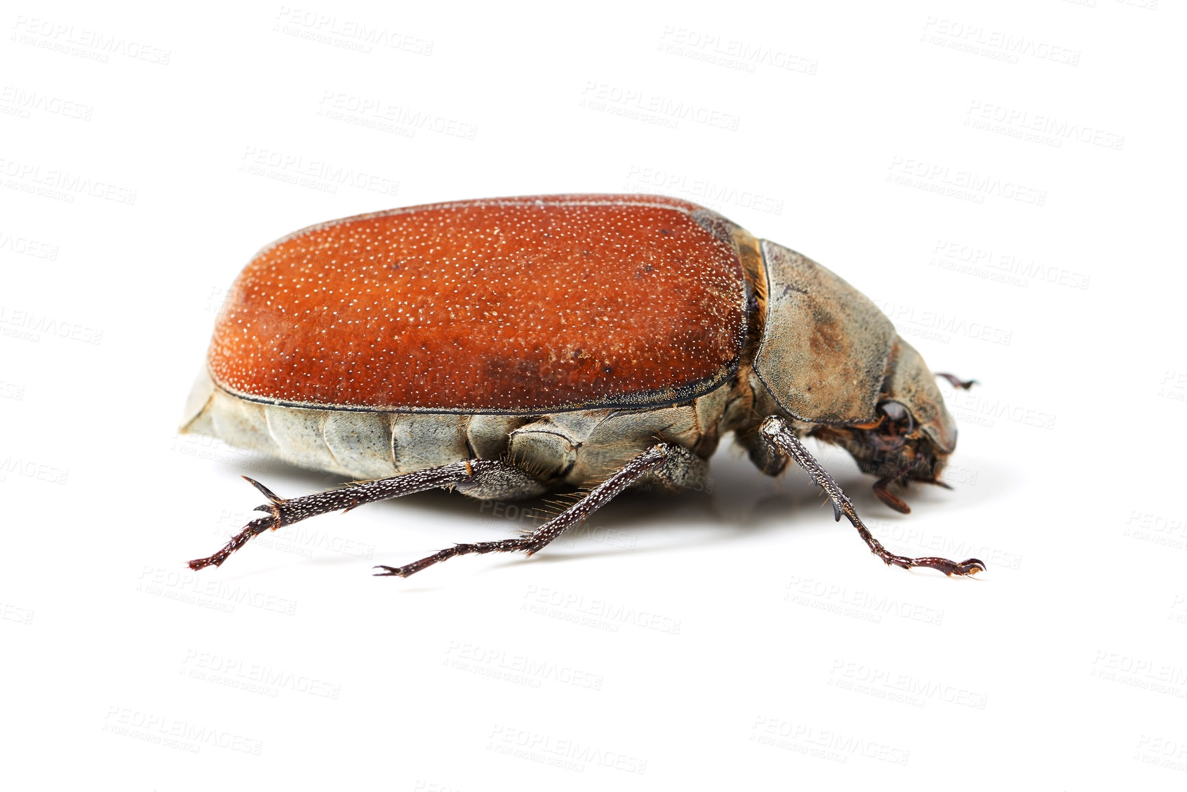 Buy stock photo Biodiversity, bug and insect with closeup of beetle in studio for environment, zoology and fauna. Animal, natural and wildlife with creature isolated on white background for mockup, pest or ecosystem