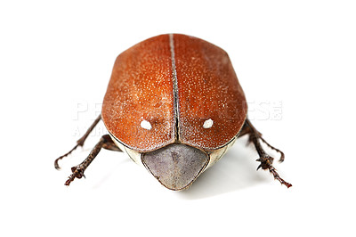 Buy stock photo Macro shot of a red and brown beetle isolated on white