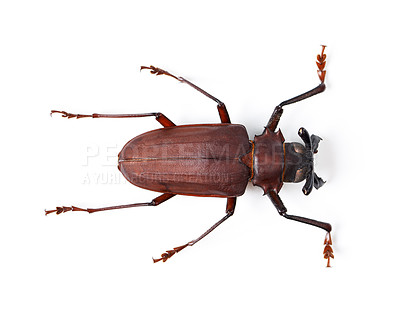 Buy stock photo Bug, insect and closeup of titan beetle in studio for environment, zoology and fauna from above. Animal, natural and wildlife nature with creature isolated on white background for mockup and pest