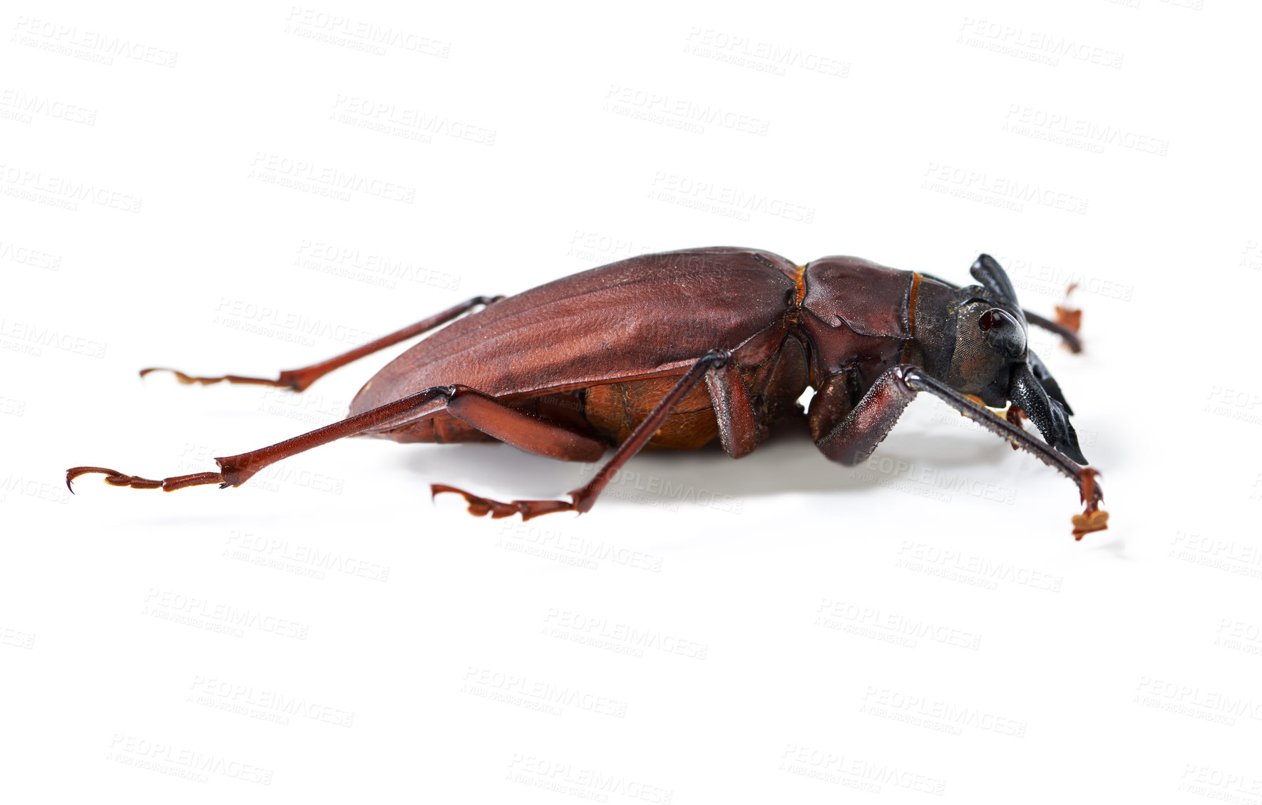 Buy stock photo Nature, creature and insect with closeup of beetle in studio for environment, zoology and fauna. Animal, natural and wildlife with bug isolated on white background for mockup, pest and ecosystem