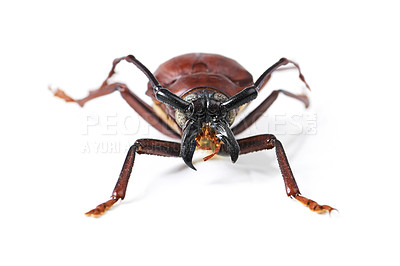 Buy stock photo Bug, insect and beetle on a white background in studio for wildlife, zoology and natural ecosystem. Animal mockup, nature and closeup of isolated creature for environment, entomology study and pest