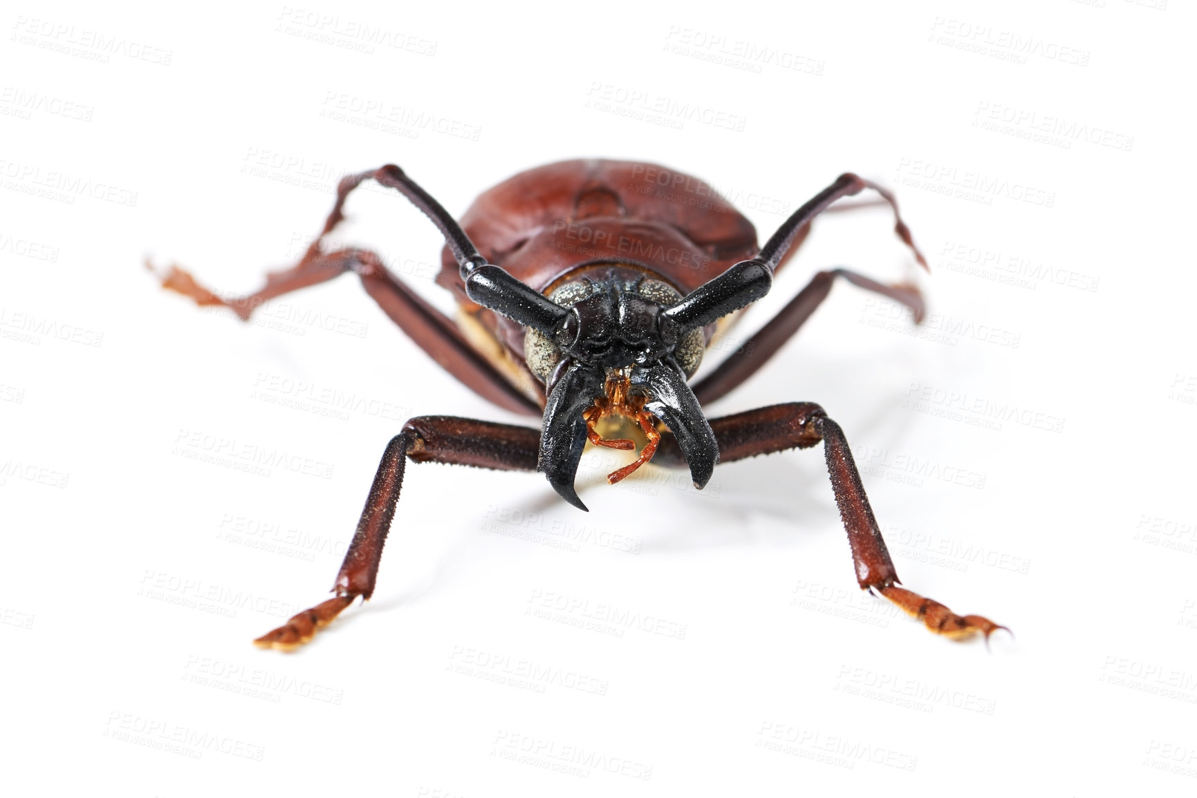 Buy stock photo Bug, insect and beetle on a white background in studio for wildlife, zoology and natural ecosystem. Animal mockup, nature and closeup of isolated creature for environment, entomology study and pest