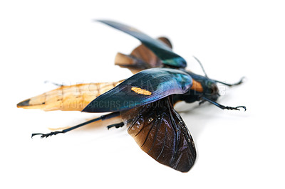 Buy stock photo Moth, insect and bug in studio white background with full body and wings detail and creature isolated in a backdrop. Animal, nature and colourful wildlife or butterfly from its habitat or environment