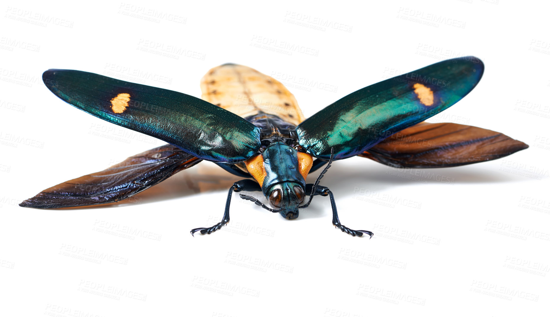 Buy stock photo Studio shot of a moth isolated on white