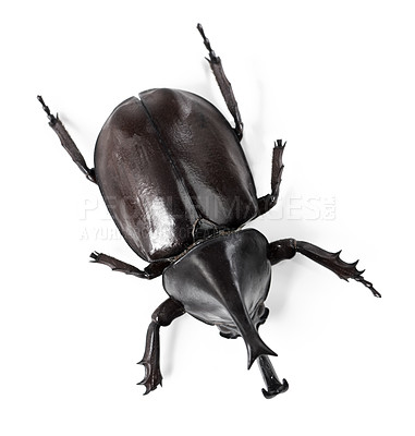 Buy stock photo Closeup side view of a rhinoceros beetle