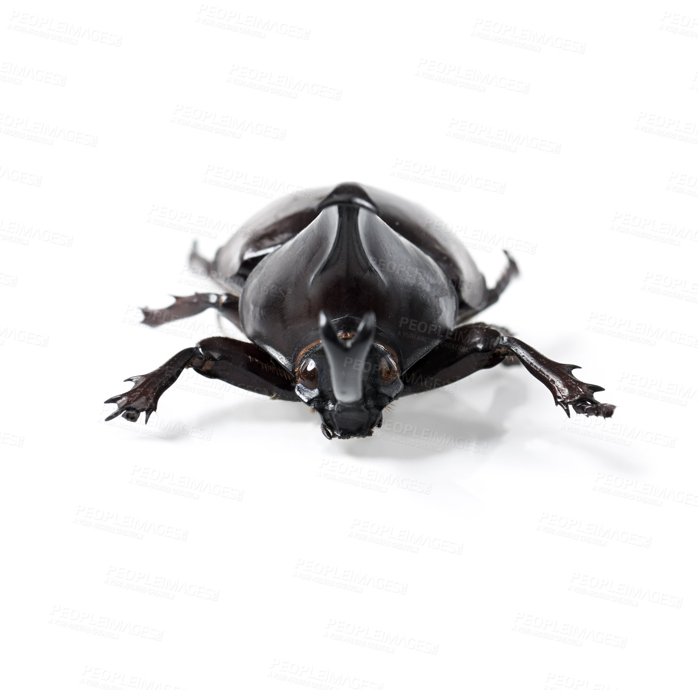 Buy stock photo Creature, insect and beetle on a white background in studio for wildlife, zoology and natural ecosystem. Animal mockup, nature and closeup of isolated bug for environment, entomology study and pest