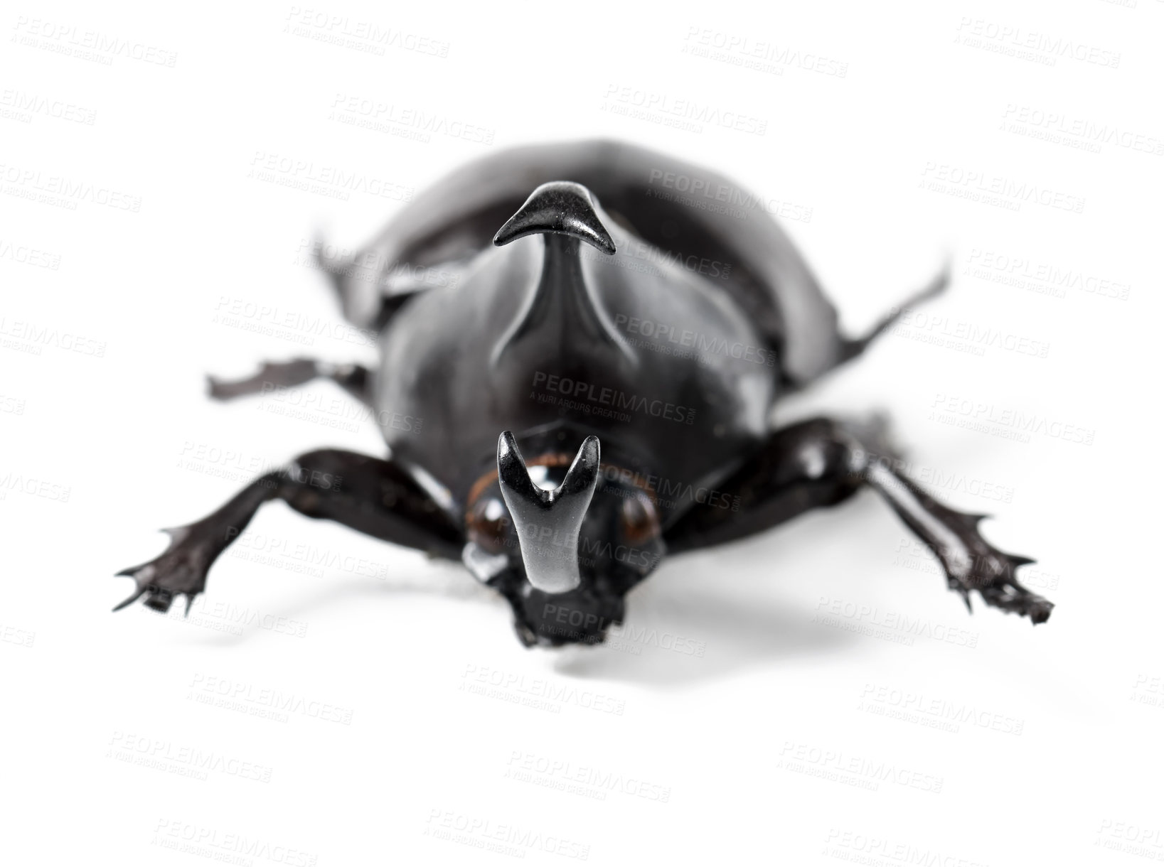 Buy stock photo Closeup, insect and beetle on a white background in studio for wildlife, zoology and natural ecosystem. Animal mockup, nature and isolated black creature for environment, entomology study and bug