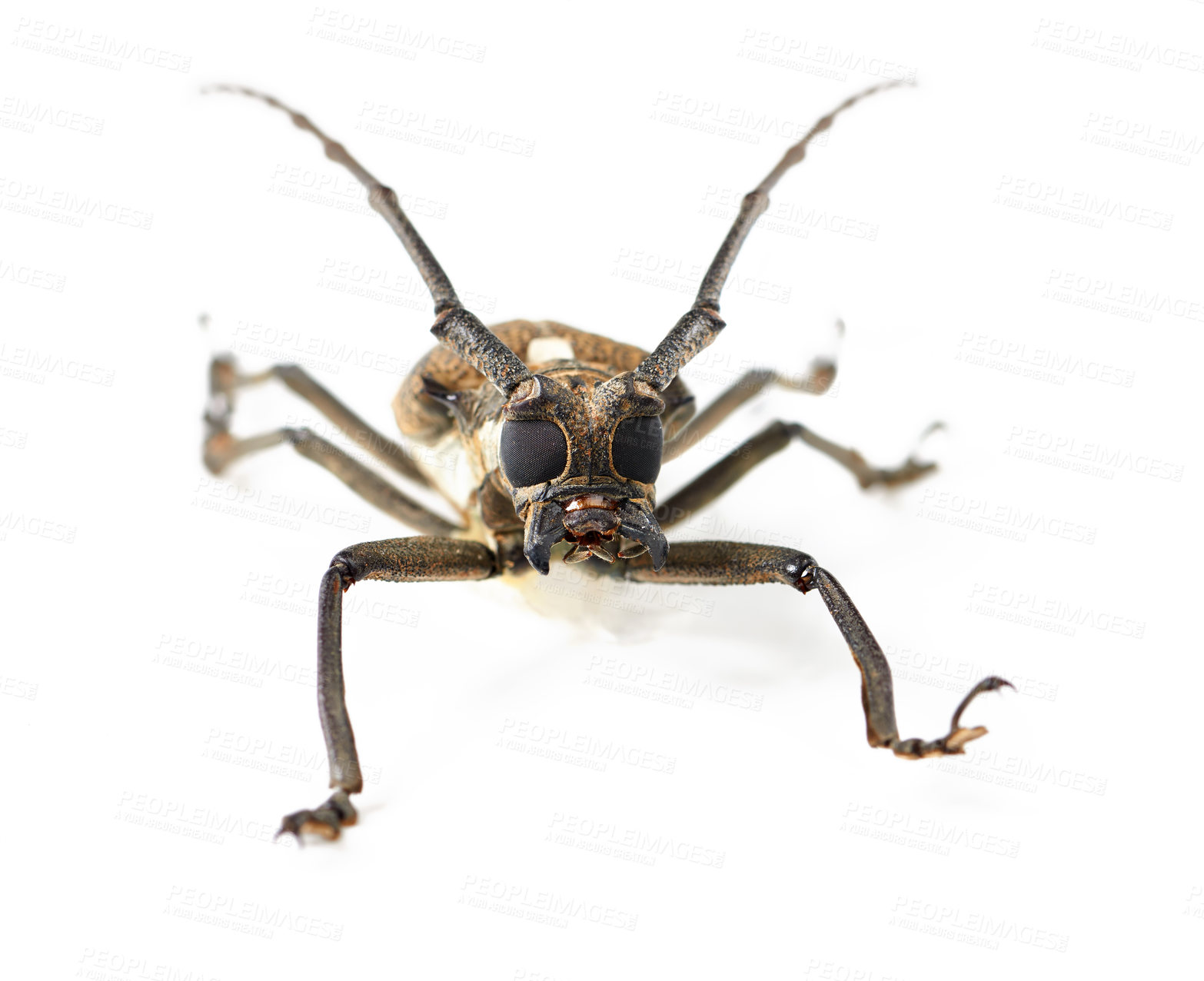 Buy stock photo Nature, closeup and insect of longhorn beetle in studio for ecosystem, biology and wildlife. Biodiversity, creature and fauna with bug isolated on white background for mockup, animal and environment