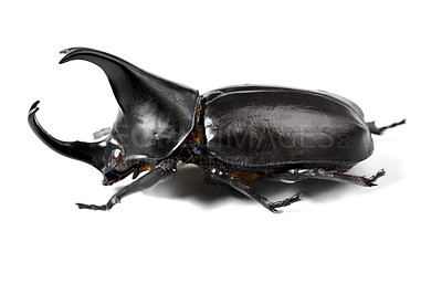 Buy stock photo Closeup side view of a rhinoceros beetle