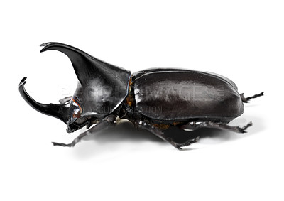 Buy stock photo Bug, nature and beetle on a white background in studio for wildlife, zoology and natural ecosystem. Animal mockup, insect and closeup of isolated black creature for environment, entomology or biology