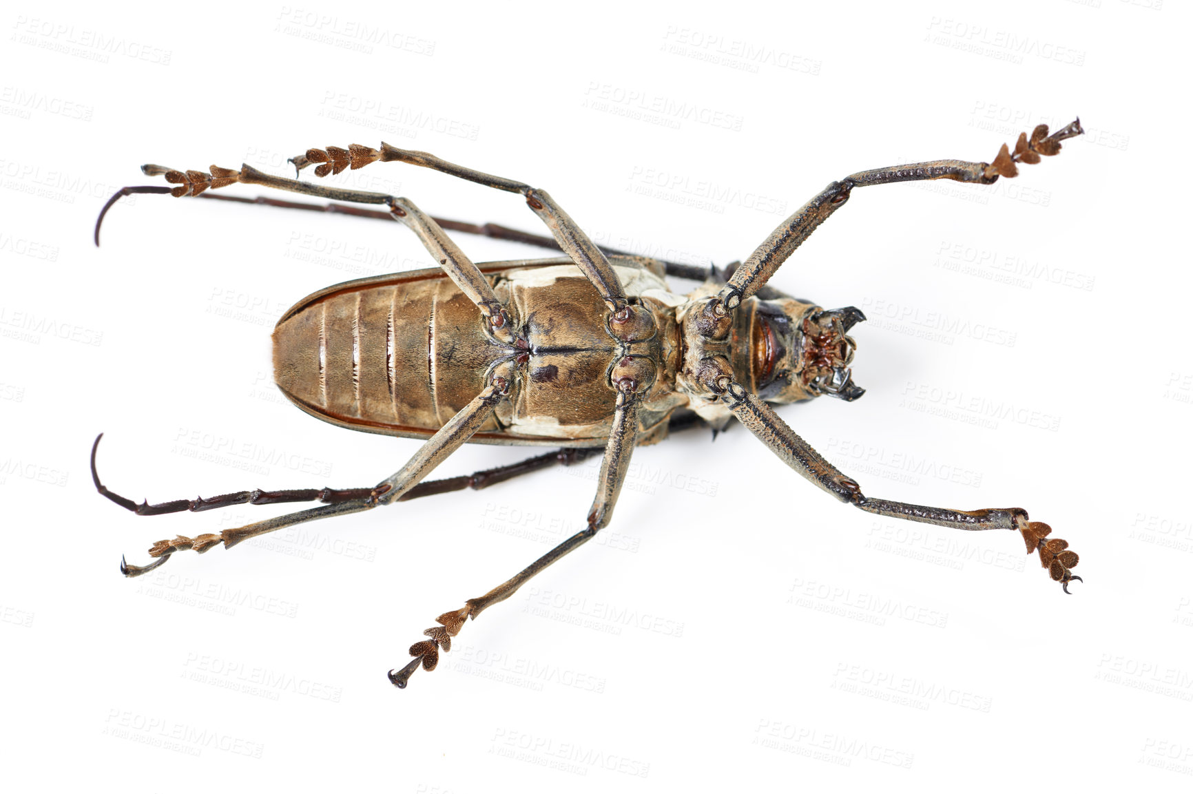 Buy stock photo Nature, insect and bug with closeup of beetle in studio for ecosystem, biodiversity and environment. Fauna, zoology and biology with pest isolated on white background for animal, natural and mockup