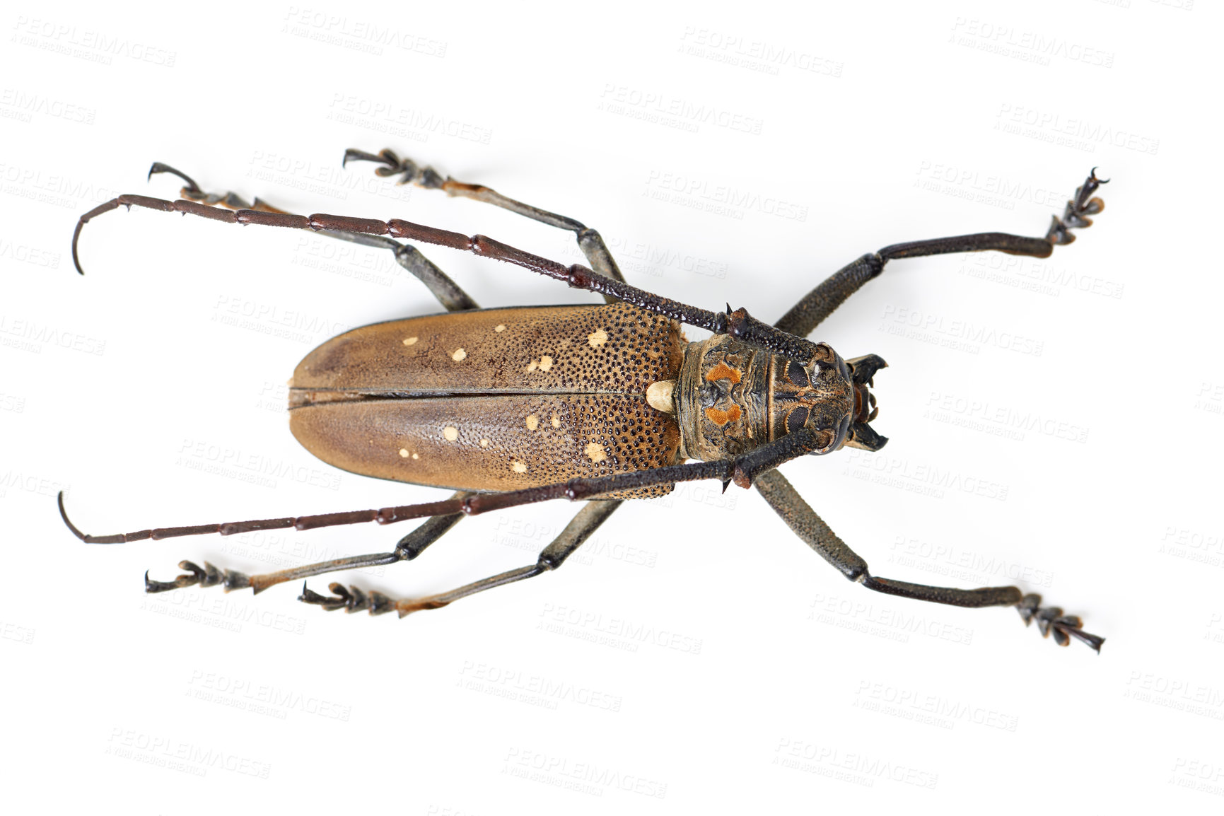 Buy stock photo Nature, bug and insect with beetle in studio for ecosystem, biology and wildlife. Biodiversity, pest and fauna with creature isolated on white background for mockup, animal and environment from above