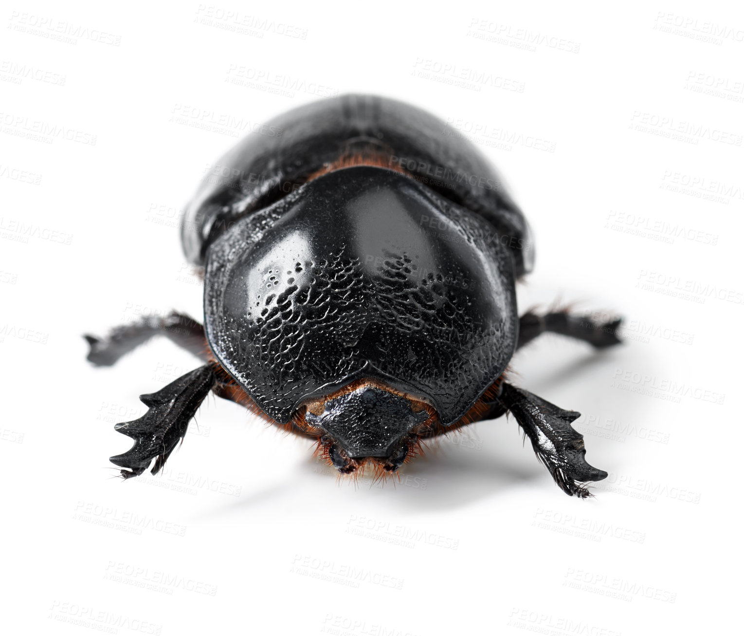 Buy stock photo Nature, bug and insect with closeup of beetle in studio for environment, zoology and fauna. Animal, natural and wildlife with creature isolated on white background for mockup, pest and ecosystem