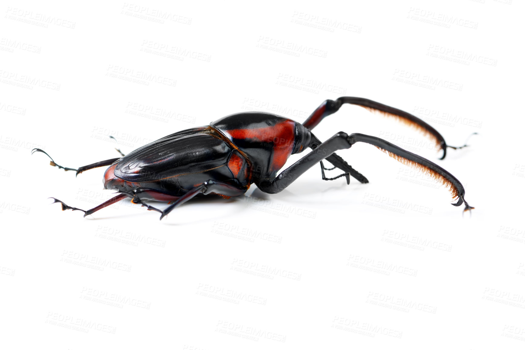 Buy stock photo Bug, wildlife and beetle on a white background in studio for pest, zoology and natural ecosystem. Animal mockup, nature and closeup of isolated creature for environment, entomology study and insect