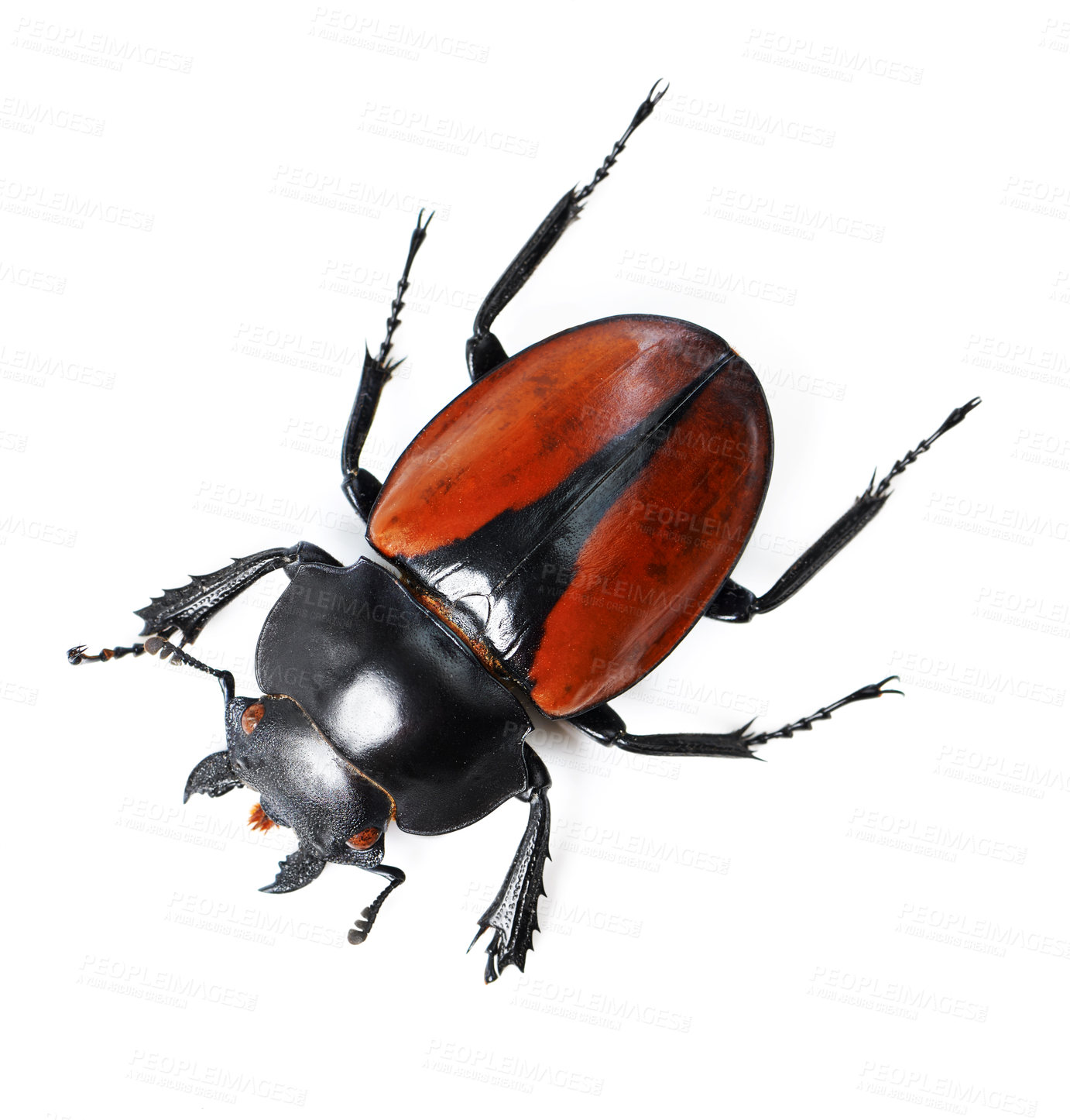 Buy stock photo Studio shot of a red and black beetle isolated on white