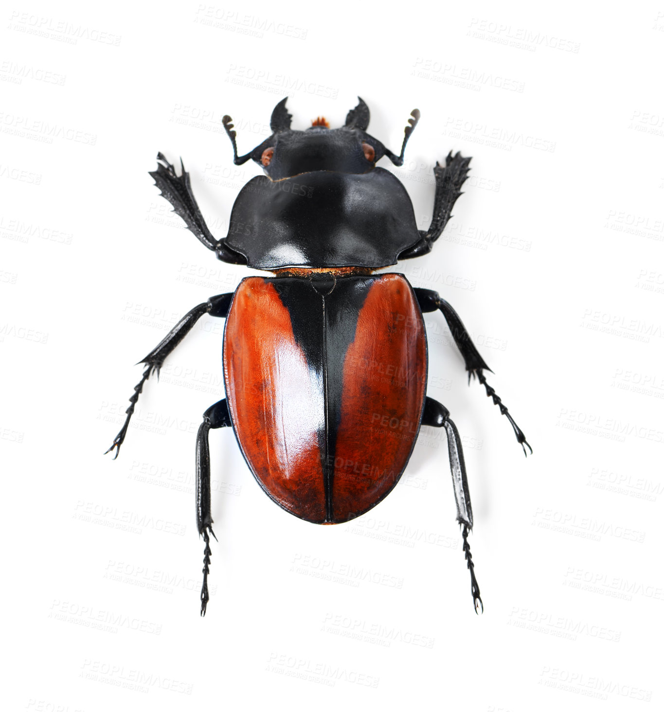 Buy stock photo Nature, insect and bug with black beetle in studio for wildlife, ecosystem and creature. Antenna, closeup and animal with invertebrate isolated on white background for mockup, environment and fauna